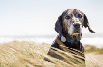 Excessive-tech units to your pets