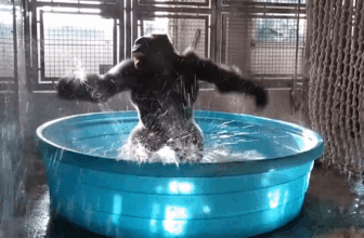 Nice Apes Caught Spinning Themselves Simply to Get Dizzy