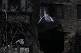 Hitting the Books: Throughout World Conflict II, even our pigeons joined the struggle