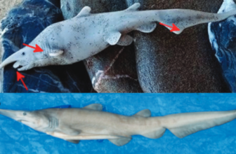 Scientists Declare Goblin Shark in Picture Is Only a Plastic Toy