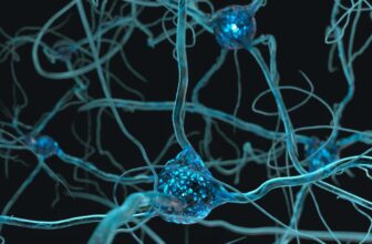 Scientists create probably the most advanced map but of an insect mind’s ‘wiring’