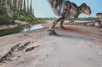 Hint Fossils Reveal How Extinct Animals Actually Lived