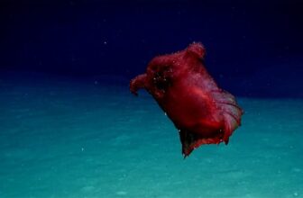 12 Sea Creatures That Look Extraordinarily Faux