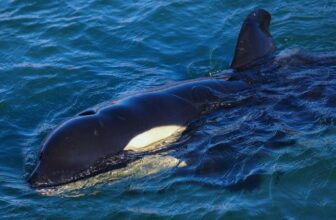 Killer Whales Attacked a Crusing Boat Close to Spain and Researchers Are Mystified
