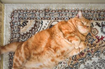 Hitting the Books: Why we like greater issues higher